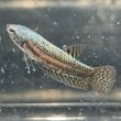 画像5: ベタ エイリアン グリーン（4cm±）ペア (5)