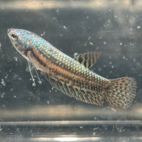 画像5: ベタ エイリアン グリーン（4cm±）ペア (5)