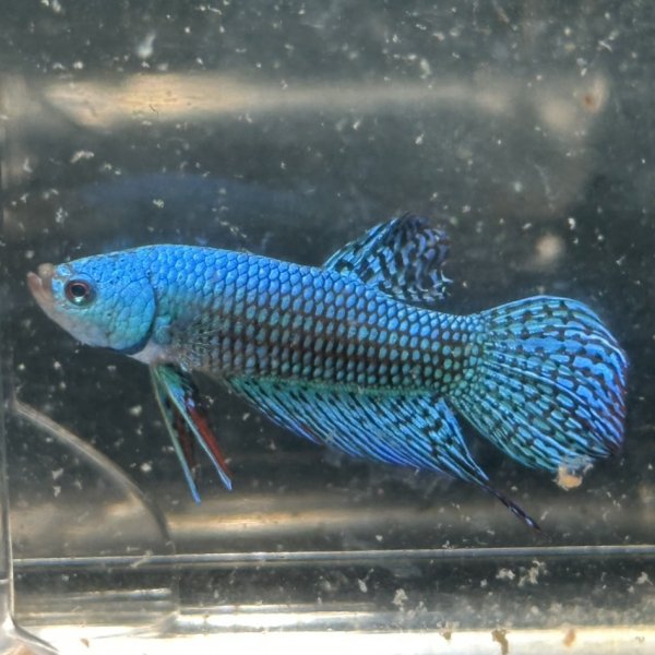画像1: ベタ エイリアン グリーン（4cm±）ペア (1)