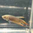 画像1: ベタ スマラグディナ ブルーイエロー（5cm±）ペア WILD (1)