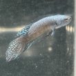 画像1: ベタ エイリアン カッパー（5cm±）ペア (1)
