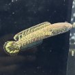 画像1: チョコレートレインボースネークヘッド(7cm±)WILD (1)