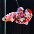 画像1: ベタ プラカット バロンサイ（5cm±）オス (1)