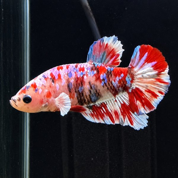 画像1: ベタ プラカット バロンサイ（5cm±）オス (1)