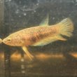 画像2: ベタ インベリス レッド（5cm±）WILD 1匹のみ (2)