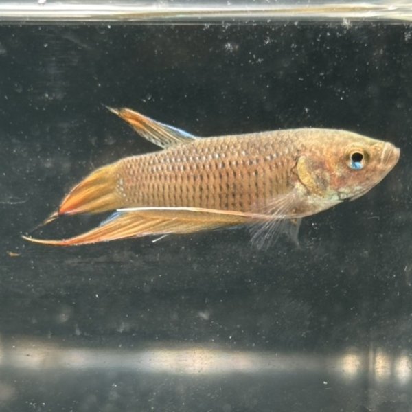 画像2: ベタ スマラグディナ ブルーイエロー（5cm±）ペア WILD (2)