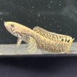 画像2: チョコレートレインボースネークヘッド(7cm±)WILD (2)