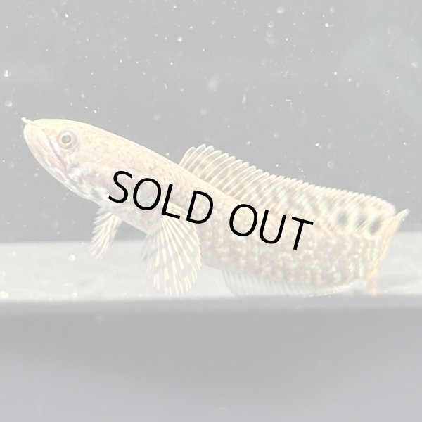 画像2: チョコレートレインボースネークヘッド(7cm±)WILD (2)