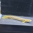 画像1: ポリプテルス パルマス ブティコフェリー(10cm±)WILDギニア (1)