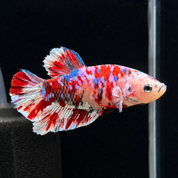 画像2: ベタ プラカット バロンサイ（5cm±）オス (2)