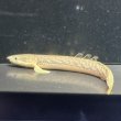 画像2: ポリプテルス パルマス ブティコフェリー(10cm±)WILDギニア (2)
