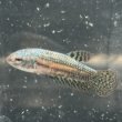 画像3: ベタ エイリアン グリーン（4cm±）ペア (3)