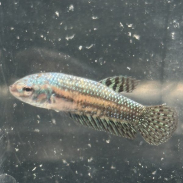 画像3: ベタ エイリアン グリーン（4cm±）ペア (3)
