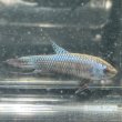 画像1: ベタ エイリアン シルバー（4cm±）1匹のみ (1)