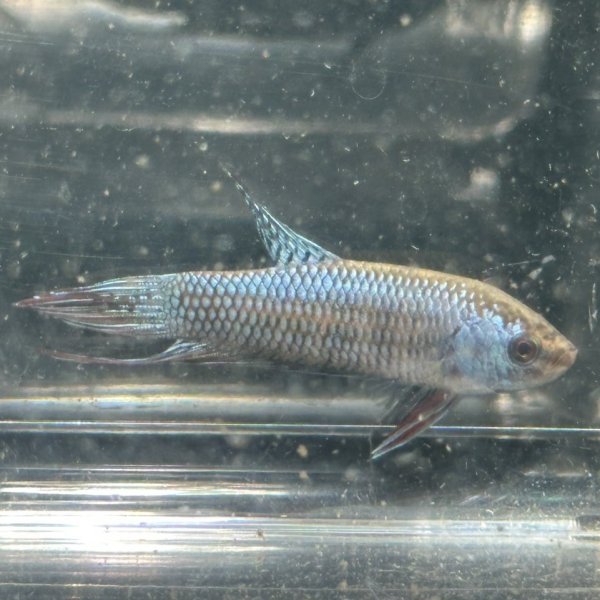 画像1: ベタ エイリアン シルバー（4cm±）1匹のみ (1)