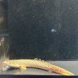 画像3: ポリプテルス パルマス ブティコフェリー(10cm±)WILDギニア (3)