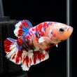 画像3: ベタ プラカット バロンサイ（5cm±）オス (3)