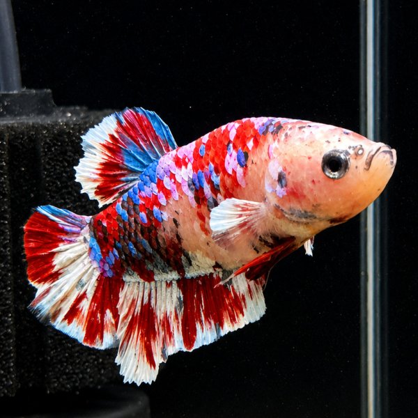 画像3: ベタ プラカット バロンサイ（5cm±）オス (3)