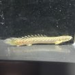 画像1: ポリプテルス パルマス ブティコフェリー(10cm±)WILDギニア (1)