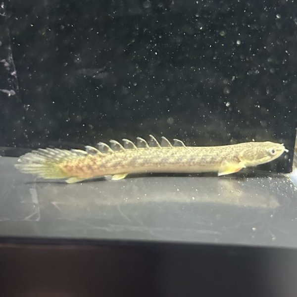画像1: ポリプテルス パルマス ブティコフェリー(10cm±)WILDギニア (1)