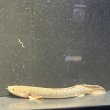 画像1: ポリプテルス ウィークシー(14cm±) (1)