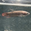 画像3: ベタ スマラグディナ ブルーイエロー（5cm±）ペア WILD (3)