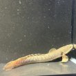 画像2: ポリプテルス ウィークシー(14cm±) (2)