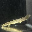 画像2: ポリプテルス パルマス ブティコフェリー(10cm±)WILDギニア (2)
