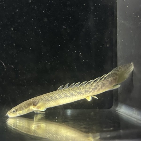 画像2: ポリプテルス パルマス ブティコフェリー(10cm±)WILDギニア (2)
