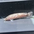 画像1: ロングノーズデンキナマズ(10cm±)WILDコンゴ (1)