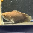 画像2: クテノポマ キングスレイ (2)