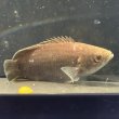 画像1: クテノポマ キングスレイ (1)