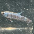 画像2: ベタ エイリアン シルバー（4cm±）1匹のみ (2)