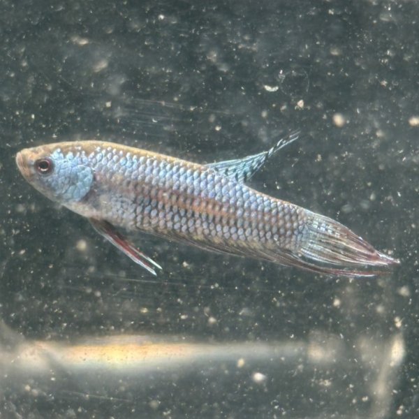画像2: ベタ エイリアン シルバー（4cm±）1匹のみ (2)