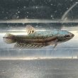 画像4: ベタ エイリアン グリーン（4cm±）ペア (4)