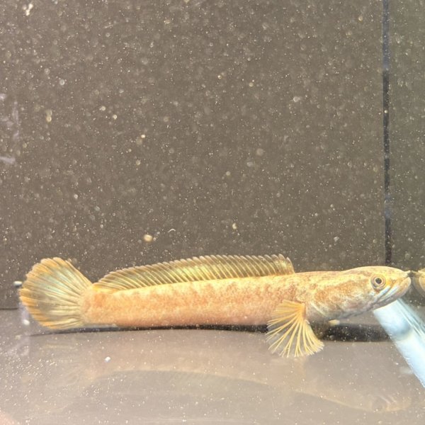 画像1: チャンナアウランテイペクトラリス sp(リポール)11cm± (1)