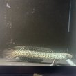 画像2: コウタイ ジュエル (15cm±)台湾ブリード・新入荷改良品種 (2)