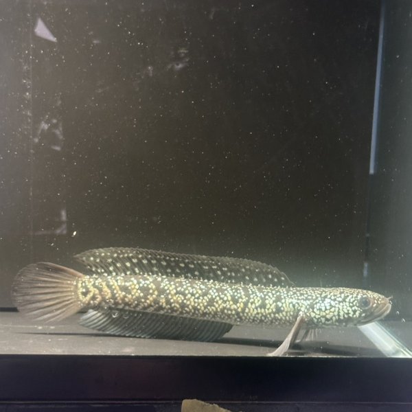 画像2: コウタイ ジュエル (15cm±)台湾ブリード・新入荷改良品種 (2)