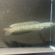 画像1: コウタイ ジュエル (15cm±)台湾ブリード・新入荷改良品種 (1)