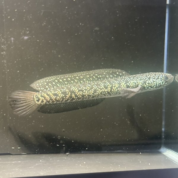 画像1: コウタイ ジュエル (15cm±)台湾ブリード・新入荷改良品種 (1)