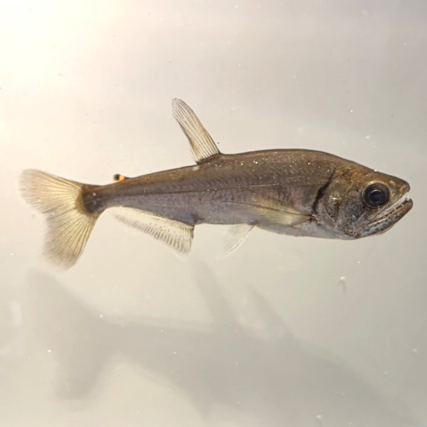 画像1: アルマータスカショーロ 7cm± (1)