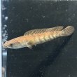 画像1: レッドマルリオイデス（9cm±）WILD (1)