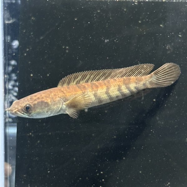 画像1: レッドマルリオイデス（9cm±）WILD (1)