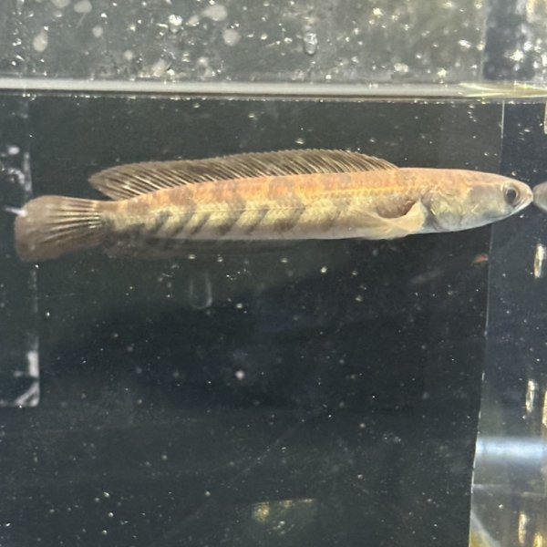 画像2: レッドマルリオイデス（9cm±）WILD (2)