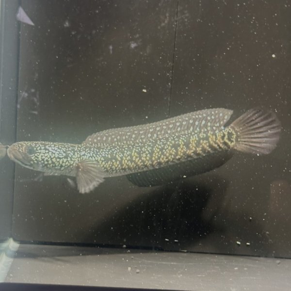 画像3: コウタイ ジュエル (15cm±)台湾ブリード・新入荷改良品種 (3)