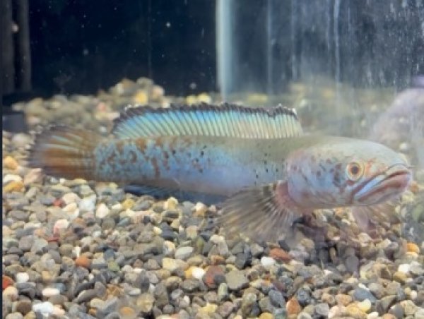 画像1: チャンナ パルダリス(15cm±)WILD 少しヒレ切れあり (1)