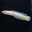 画像1: コウタイ プラチナバナナ (11cm±)台湾ブリード (1)