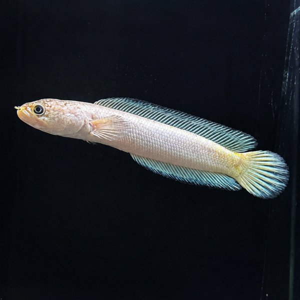 画像1: コウタイ プラチナバナナ (11cm±)台湾ブリード (1)