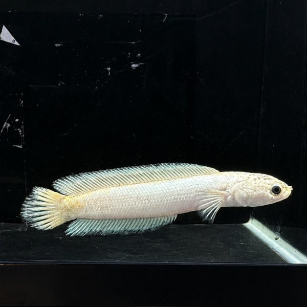画像2: コウタイ プラチナバナナ (11cm±)台湾ブリード (2)