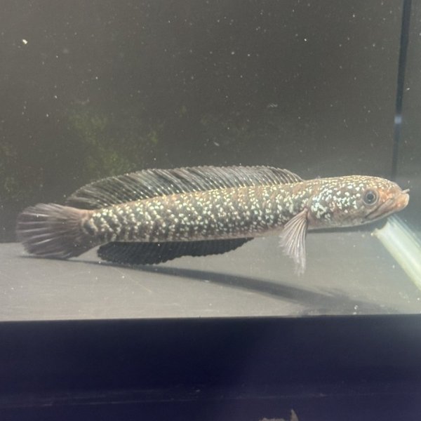 画像2: コウタイ ダイヤモンドスター (13cm±)台湾ブリード (2)